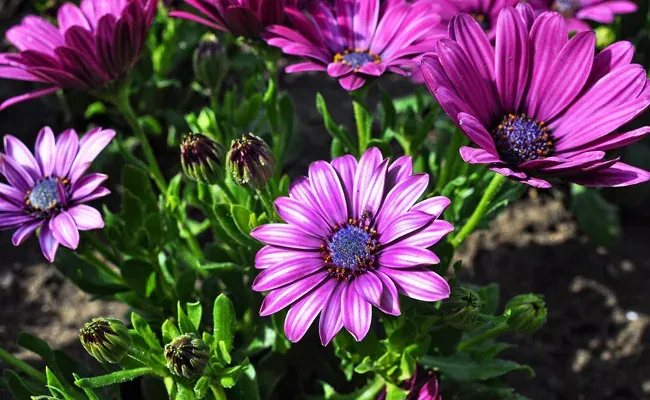 Marguerite du Cap (Osteospermum)