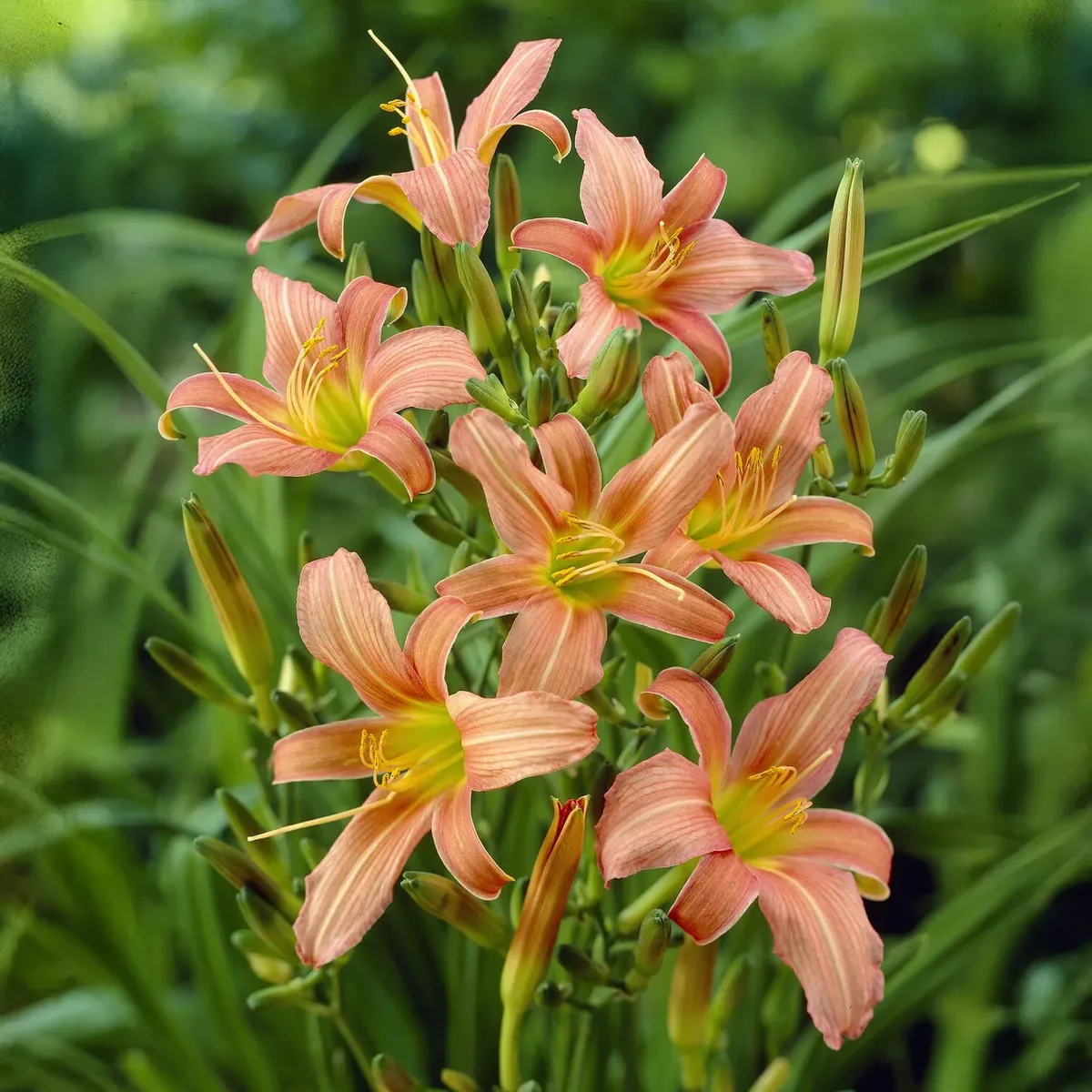 Hémérocalle 'Pink Charm'