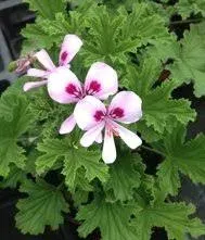 Pelargonium 'Lemon Fancy'