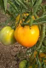 Tomate Zolotoy Korol
