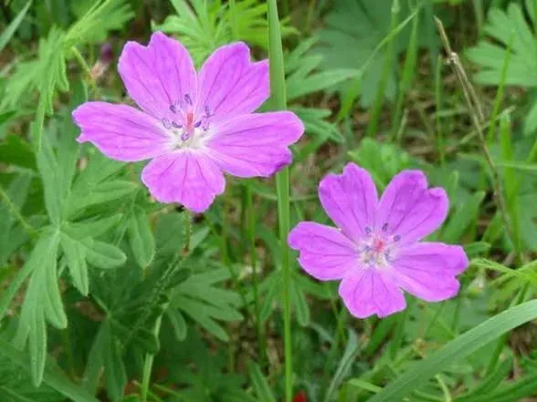 Géranium sanguin