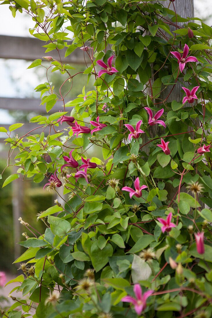Clématite 'Princess Diana'
