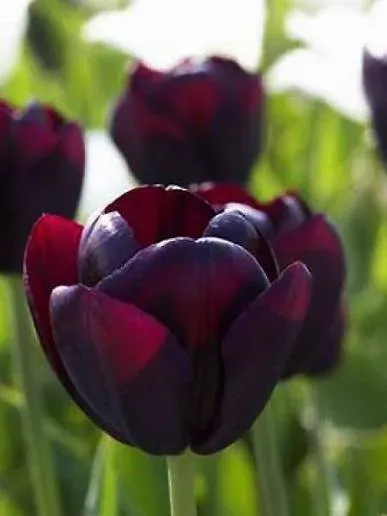 Tulipe 'Queen of the Night'