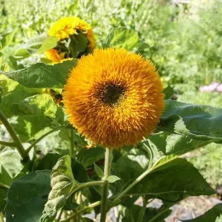 Tournesol Ponpon (Teddy Bear)