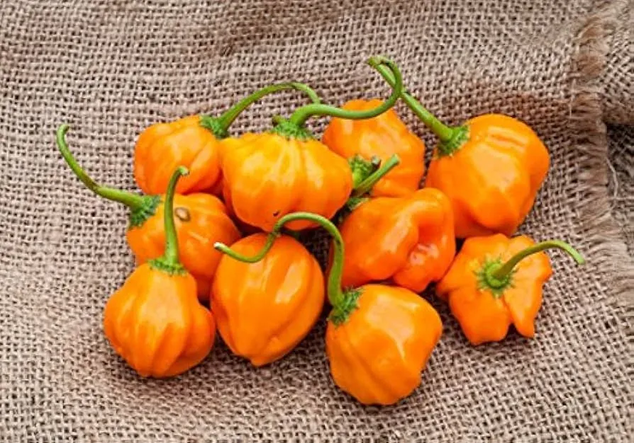 Piment Aji Dulce Orange