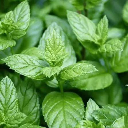Menthe agrumes