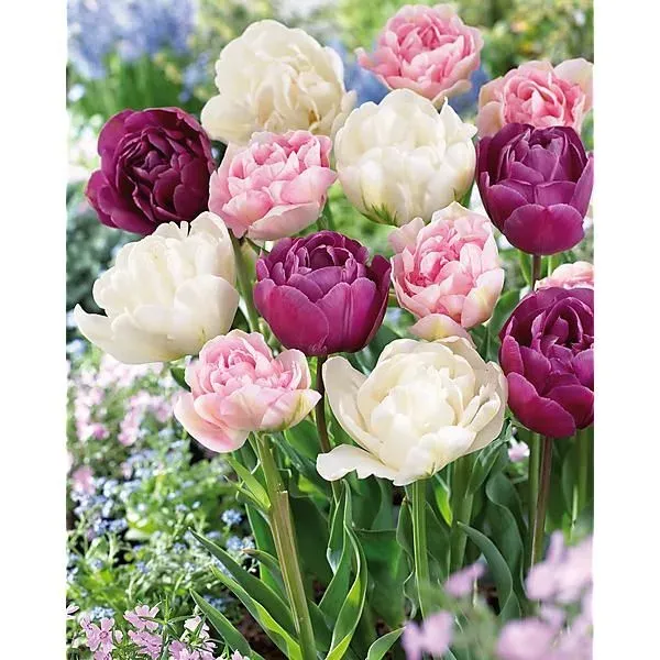 Tulipe pivoine (Mélange)