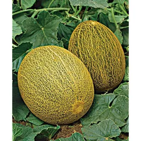 Melon Ananas à chair verte