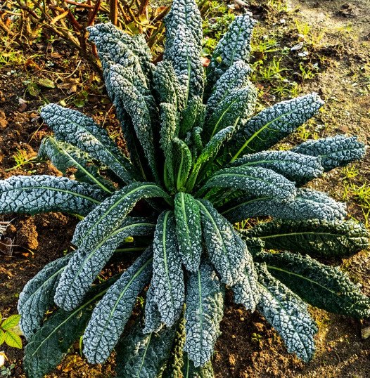 Chou palmier (Chou noir de Toscane)