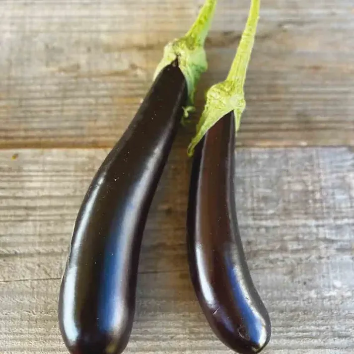 Aubergine Longue Violette Hâtive