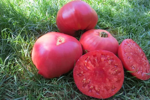 Tomate Éléphant Rose (Pink Elephant)