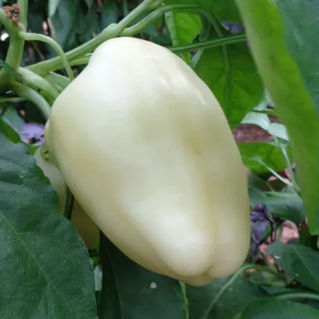 Poivron Zorza