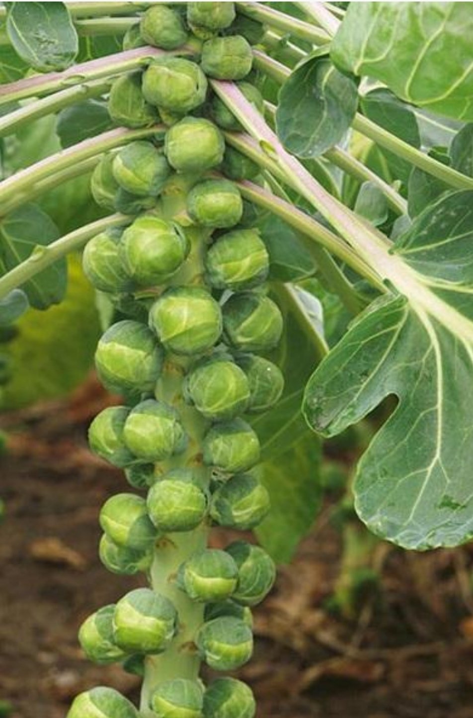 Choux de Bruxelles long island