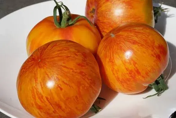 Tomate Beauty Queen
