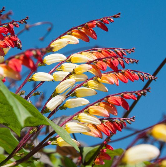Plume d'indien (Mina lobata)
