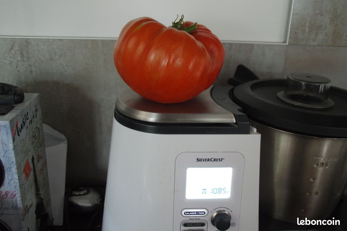 tomate bergerac