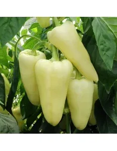 Poivron Goutte d'Or
