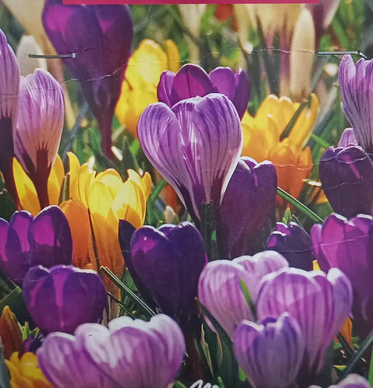 Crocus vernus (mélange)