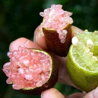 Citron Caviar (ou Finger Lime)