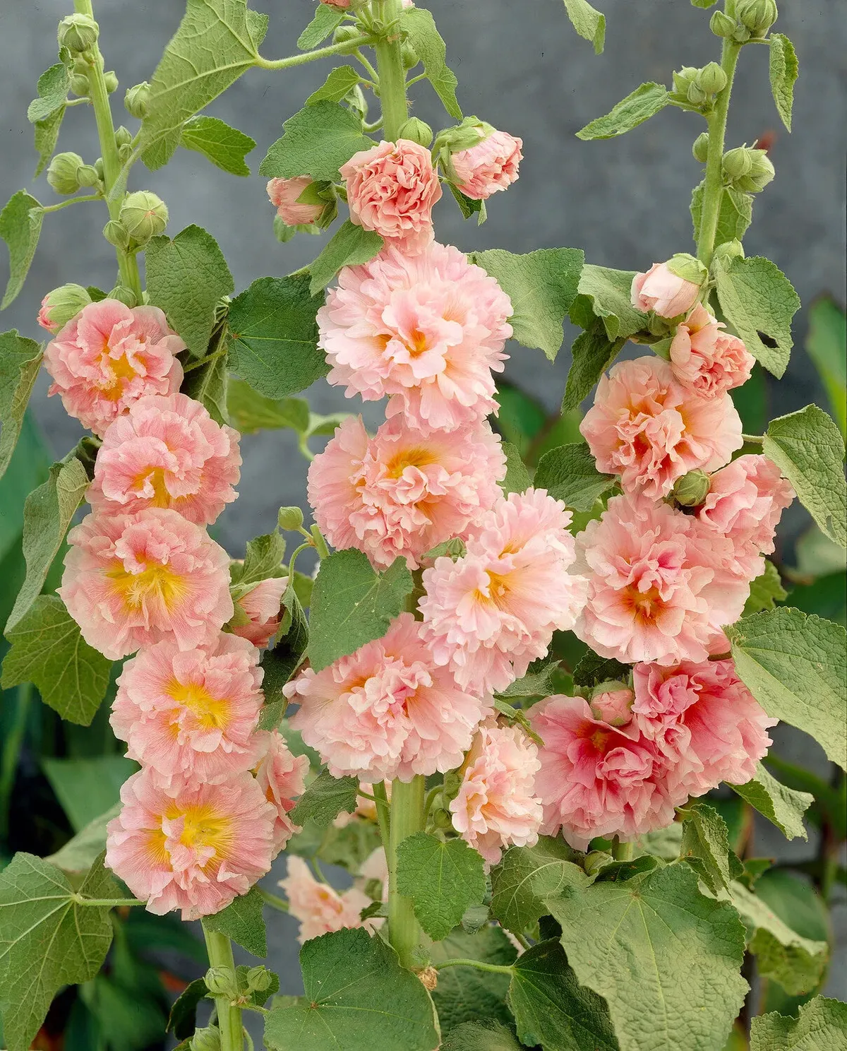 Rose trémière 'Chater's Double'