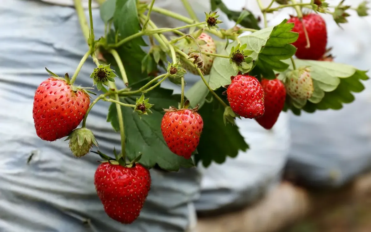 Fraisier des quatre saisons