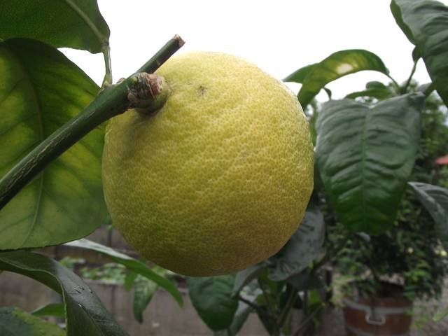 Bergamotier (ou Bergamote)