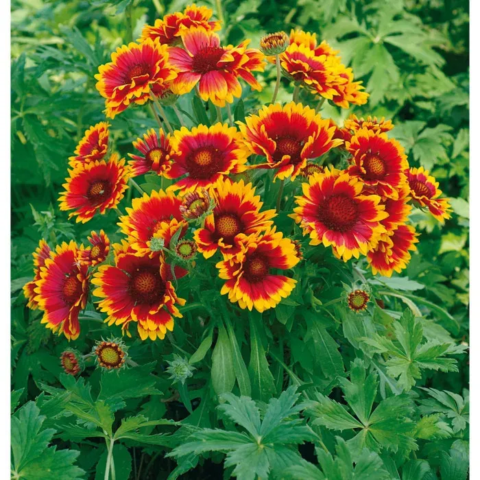 Gaillarde Royale (Double variée)