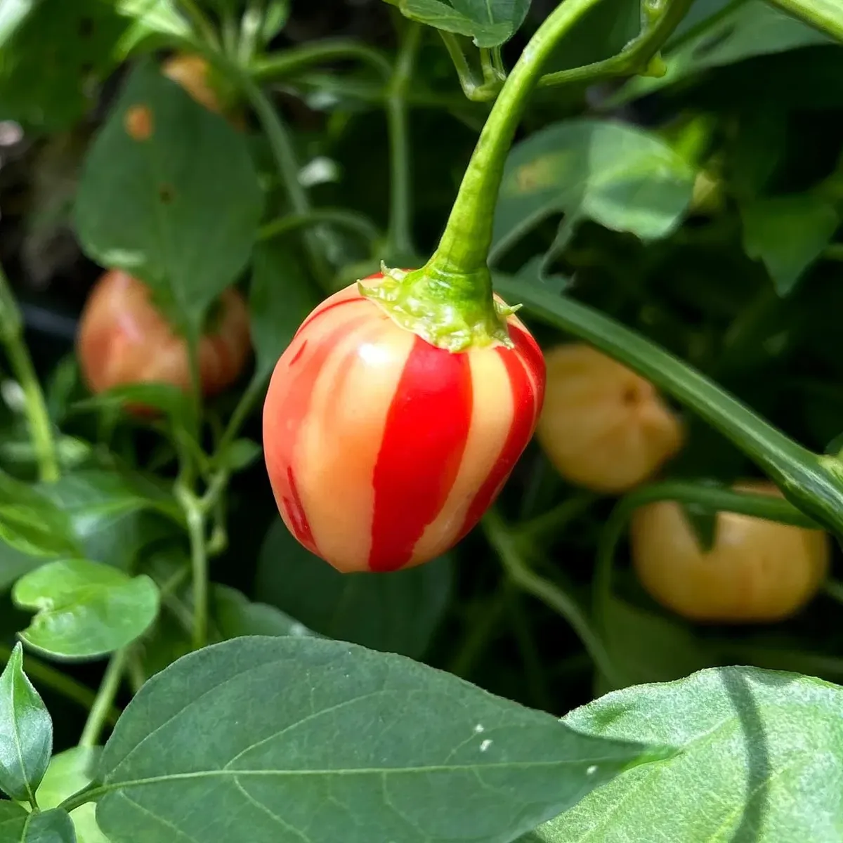 Piment Peppapeach Stripey