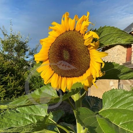 Tournesol Géant Mammouth