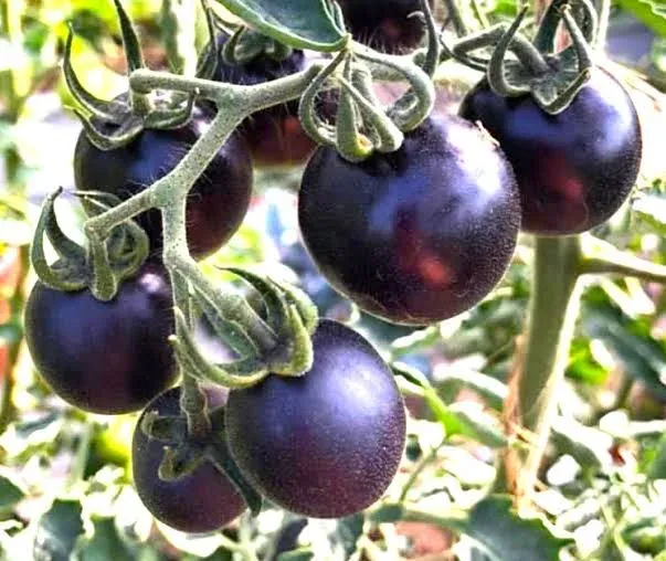 Tomate cerise Helsing Junction Blue