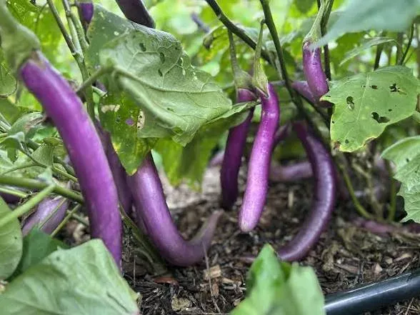 Aubergine Chinese String