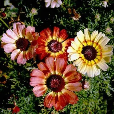 Chrysanthème à carène 'Painted Daisy'