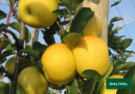 Pommier 'Golden Delicious' (Lafayette)