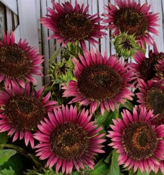 Tournesol Cherry Queen