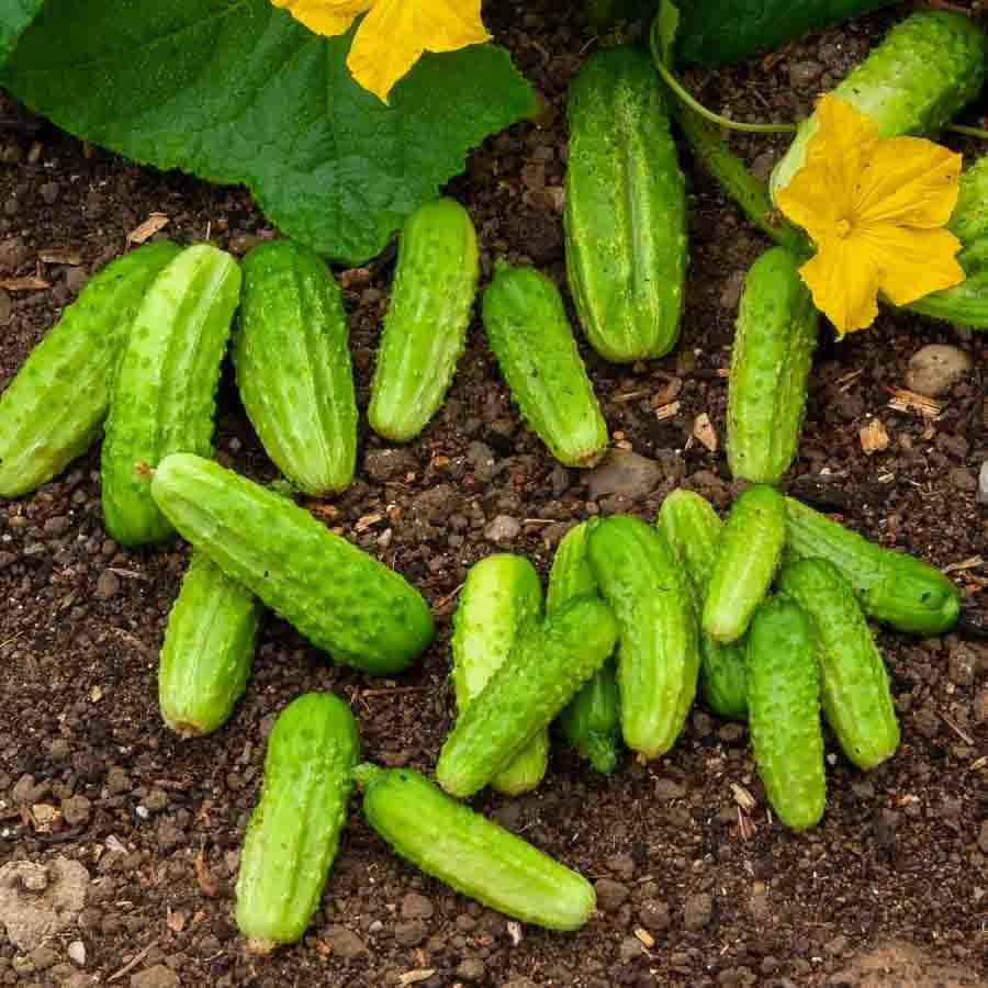 Cornichon Parigyno F1