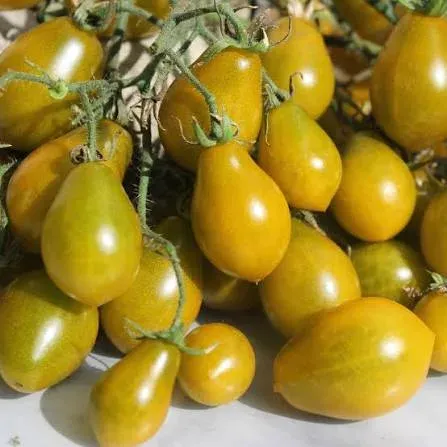 Tomate cerise Amber Keys