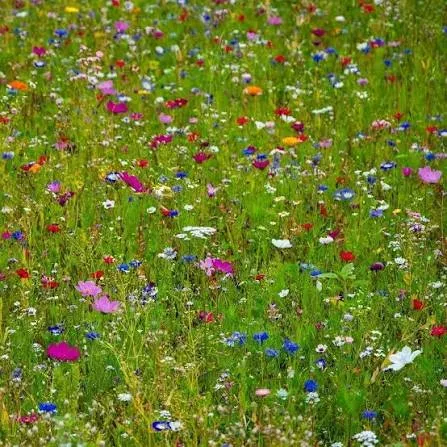 Mélange de Fleurs mellifère