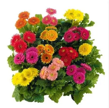 Gerbera