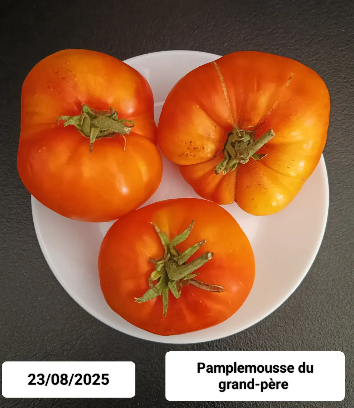 Tomate Pamplemousse du Grand-Père