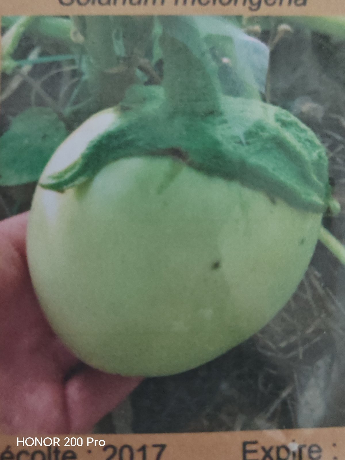 Aubergine apple green