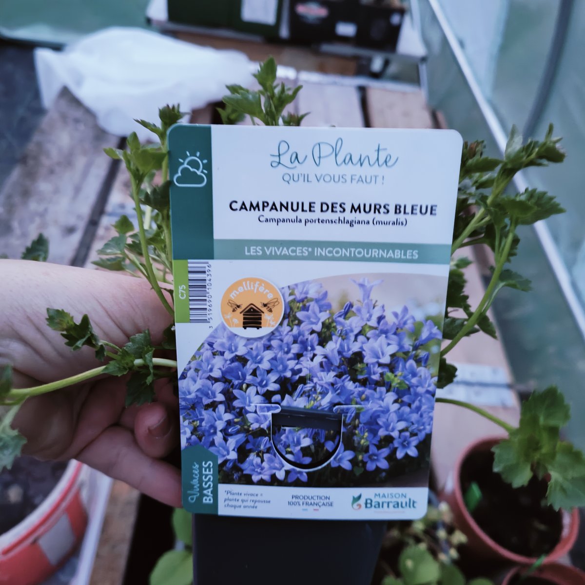 Campanule des murs