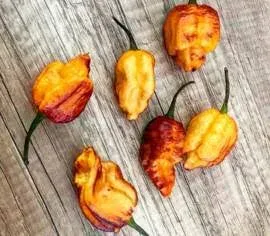 Piment Pockmark Orange