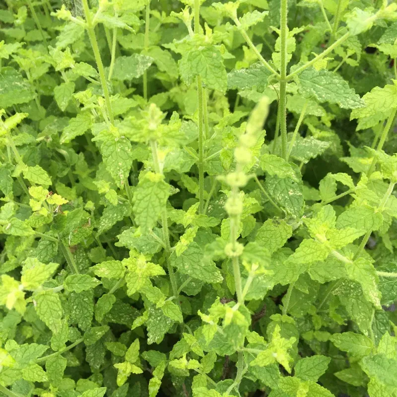 Menthe fraise