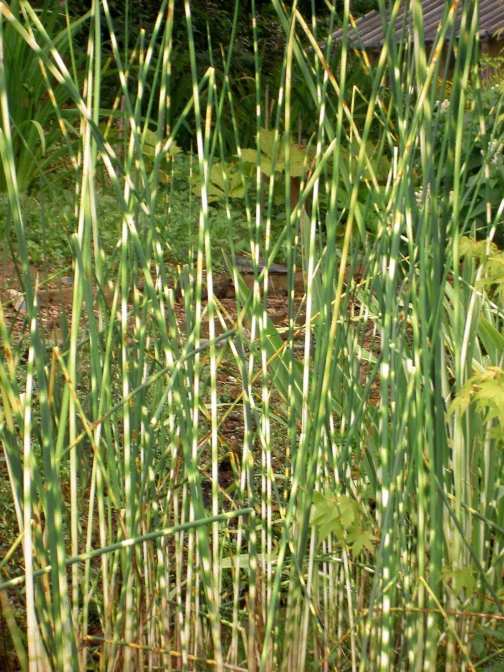 Scirpe zébré 'Zebrinus'