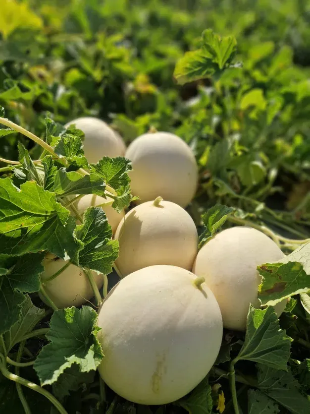 Melon blanc Ribatejo