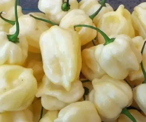 Piment Habanero Blanc
