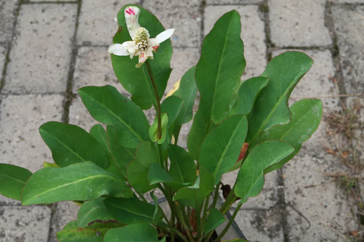 Anémopsis de Californie (Queue de lezard)