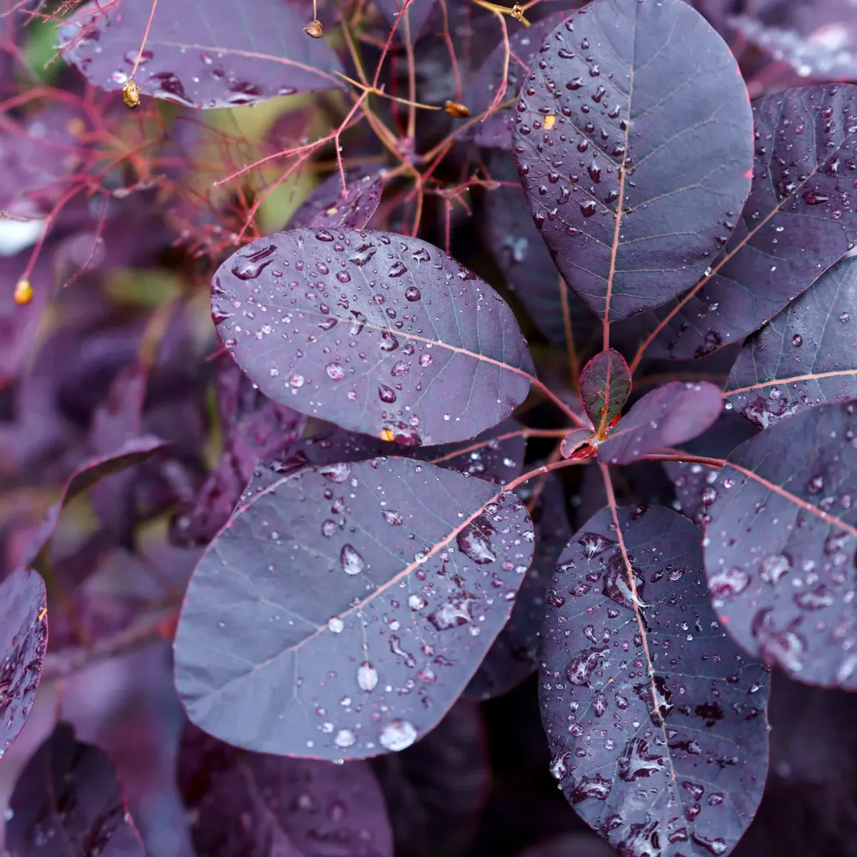 Arbre à perruque pourpre 'Royal Purple'
