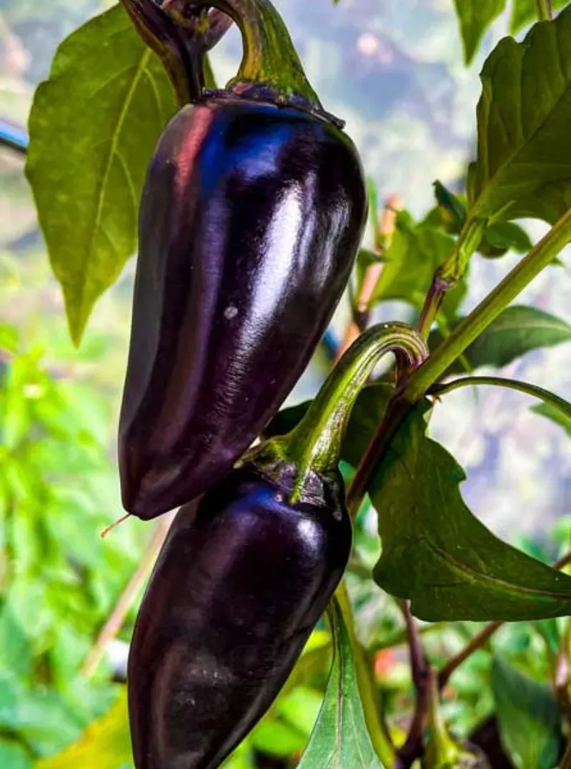 Piment Jalapeño Purple