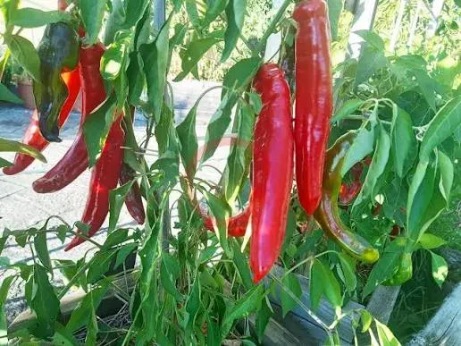 Jalapeño Chernobyl